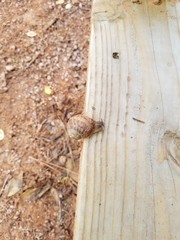 Snail on a wooden step