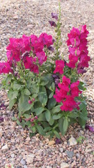 Snapdragons