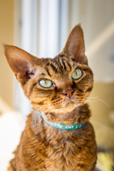 Devon rex © Kuba