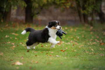 Obraz na płótnie Canvas Puppy australian shepherd plays. Pet plays . dog in the yard on the grass