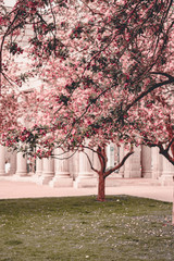 Blooming cherry sakura trees pink and white. Cherry blossoms. Denver city views during Spring time. Spring season. Beautiful bloom trees in park. Historical views. Pink and white petals on cherry tree