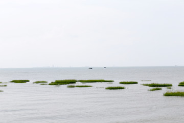 Green aquatic plants on the coast