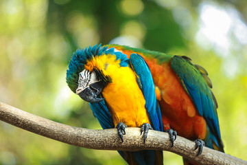 Blue and Yellow Macaw