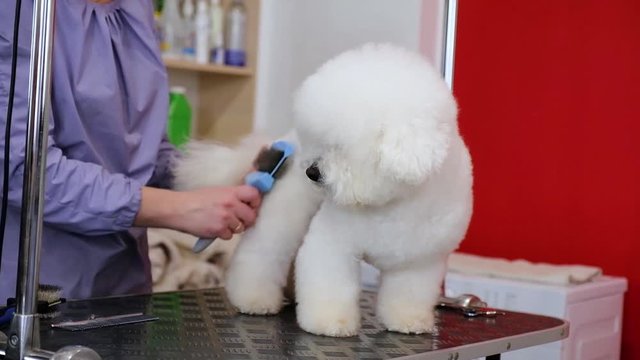 A white dog is sheared in a hair salon. Caring for the Bichon Frize