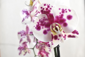 Fototapeta na wymiar Orquídea moteada