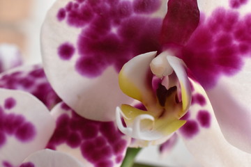 Orquídea moteada © Shandell
