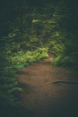 Mysterious winding path through dark lush forest