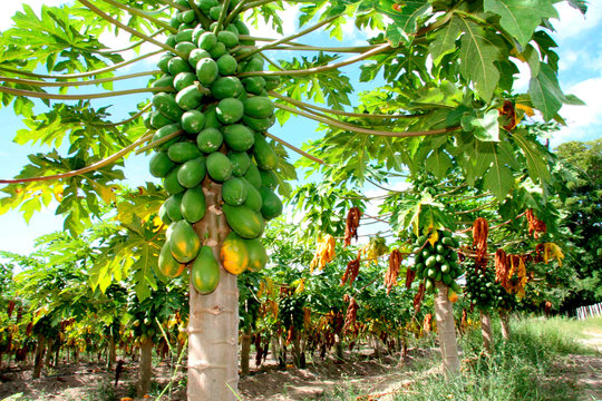 papaya platter in Bahia farm