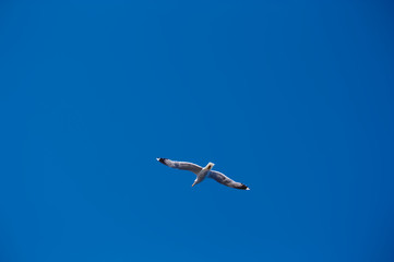 A seagull flies in the blue sky seen from the ground