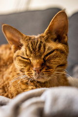 Sleeping Devon Rex © Kuba