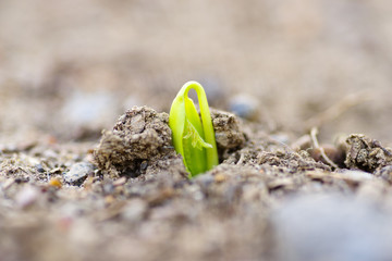 sprout in the ground. The new leaf up. A fitting symbol of the start
