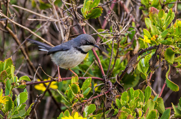 Bar throated Apalis bird perched on twig