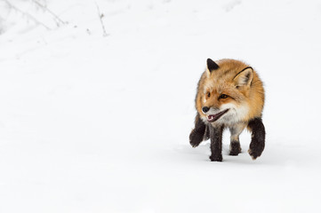 Fototapeta premium Red Fox (Vulpes vulpes) Steps Paw Up in Snow Winter