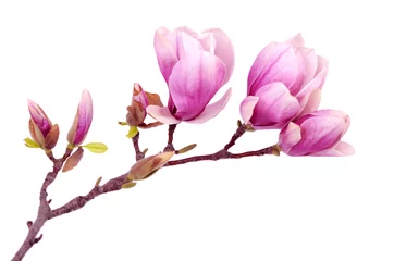 Deurstickers magnolia flower © anphotos99