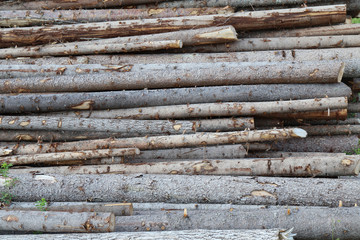 felled tree trunks when felling in the forest