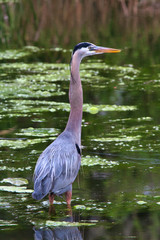 Great blue heron wading in water near shore at a small pond in California.
