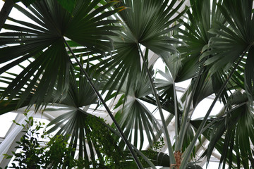 Palm leaves in the Rainforest Pyramid, Moody Gardens, Galveston island, Texas