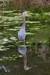 Great blue heron wading in water near shore at a small pond in California.