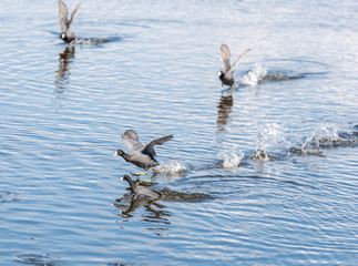 Coming in for a Landing