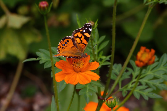 Close-up photo of a Painted Lady butterfly resting on an orange flower.
