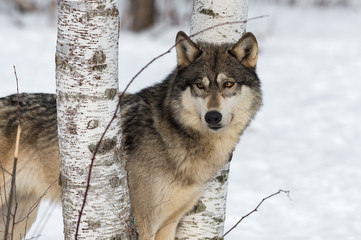Grey Wolf (Canis lupus) Stands Between Birch Trees Looking Left Winter