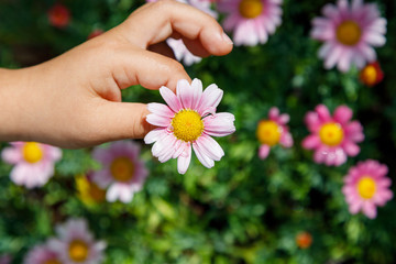 A girl´s hand holding a flower on a background of purple flowers