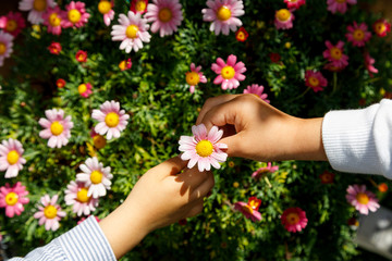 Hands of a boy and a girl picking a beautiful flower from a field of pink flowers