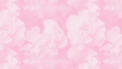 Pale pink abstract background. Floral gradient background, delicate carnation flowers. 16:9...