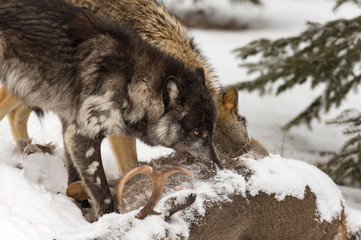 Black Phase Wolf (Canis lupus) Bites Into White-Tail Deer Carcass Winter