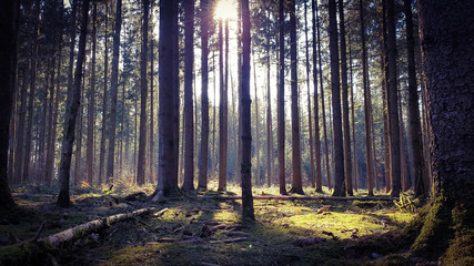 Fototapeta premium sun rays in forest