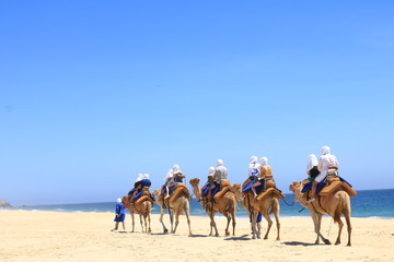 Paseo en camello