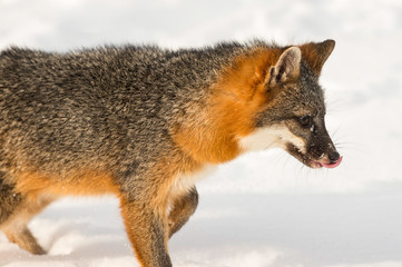 Naklejka na ściany i meble Grey Fox (Urocyon cinereoargenteus) Walks Right Licking Nose Winter