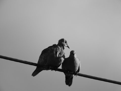 Aves en negro