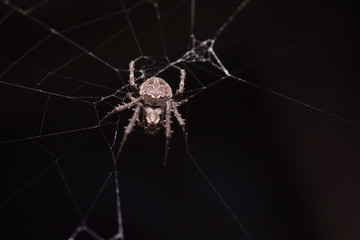 Close up macro shot spider (garden orb weaving spider) climbs on the web.