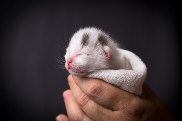 Newborn white kitten in woman hands