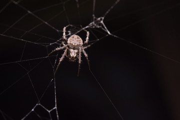 Close up macro shot spider (garden orb weaving spider) climbs on the web.