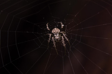 Close up macro shot spider (garden orb weaving spider) climbs on the web.