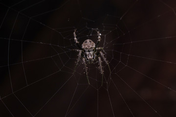 Close up macro shot spider (garden orb weaving spider) climbs on the web.