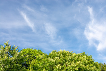 A beautiful view of a blue sky with some clouds and green trees at the bottom of the scene