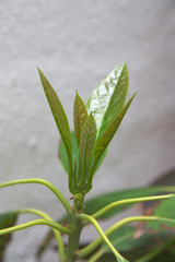 First stems and new leaves of a young avocado tree