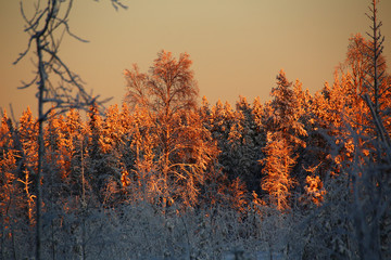 Illuminated treetops in an orange sunset in northern Sweden