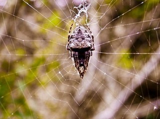 spider on web