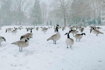 Obraz na płótnie Canvas canada geese in snow