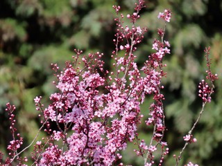Pink plum blossoms