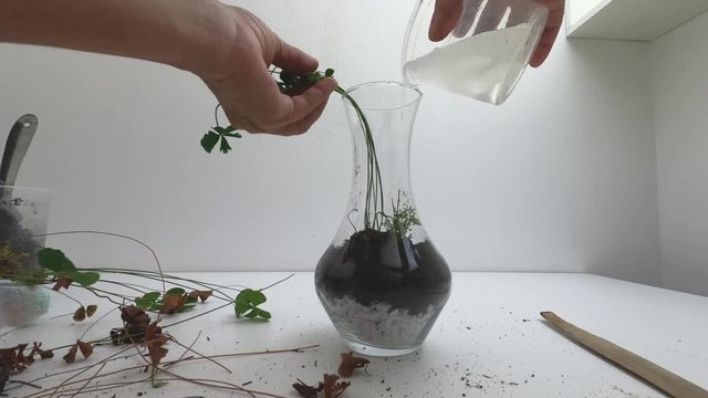 Gopro, POV at home. Productive quarantine. Making of Terrarium. Hands of elderly woman with vitiligo and scars planting seedlings of four-leaf clover, called lucky clover.