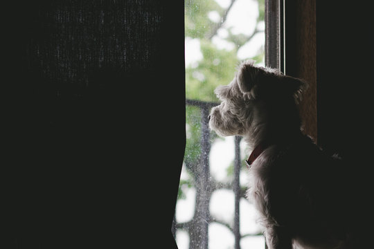 Small Dog Looking Out Window