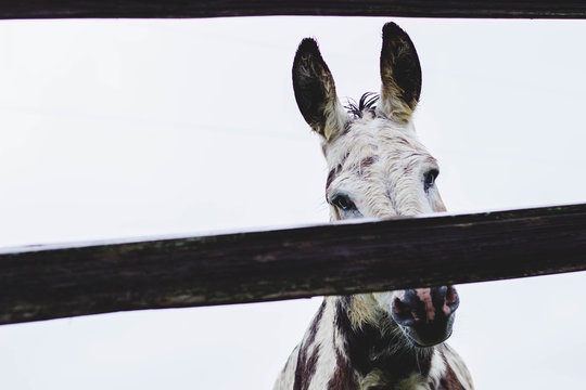 Wet Donkey in Pasture
