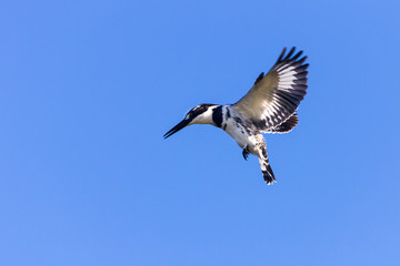 Pied kingsfisher hovering midair hunting
