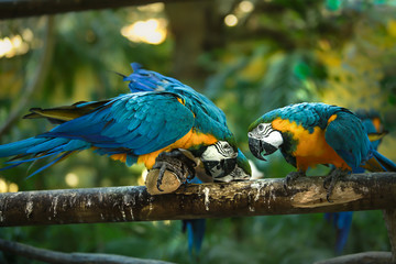 blue and yellow macaw