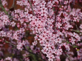 Pink plum blossoms